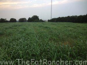 Photo of cultivated pasture.